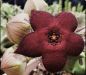 Preview: Caralluma melanantha